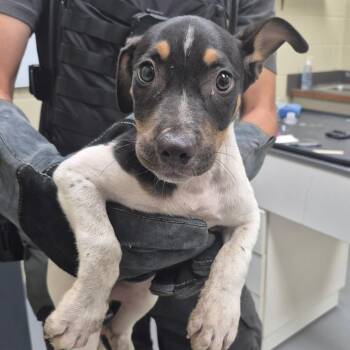 08/20/2026-Stray-GeorgeStreet -  Mixed Breed Dog for Adoption in Columbus, Georgia - 08/20/2026-Stray-GeorgeStreet | PetCurious