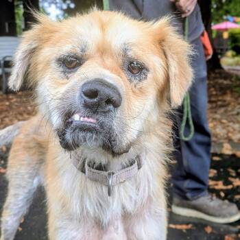 DJ -  Labrador Retriever and Chow Chow Dog for Adoption in Santa Rosa, California - DJ | PetCurious
