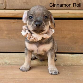 Cinnamon Roll -  Chihuahua Dog for Adoption in St. Catharines, Ontario - Cinnamon Roll | PetCurious