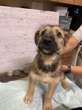 SERGIO -  German Shepherd Dog Dog for Adoption in Modesto, California - SERGIO | PetCurious