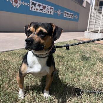 Myles -  Mixed Breed Dog for Adoption in Bentonville, Arkansas - Myles | PetCurious