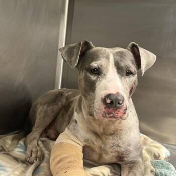 Udon Noodle -  Terrier and Mixed Breed Dog for Adoption in St. Louis, Missouri - Udon Noodle | PetCurious