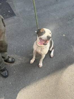 Delilah -  Staffordshire Bull Terrier and Mixed Breed Dog for Adoption in Atlanta, Georgia - Delilah | PetCurious