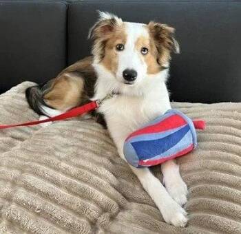 Hannah -  Shetland Sheepdog Sheltie and Australian Shepherd Dog for Adoption in Dublin, Ohio - Hannah | PetCurious