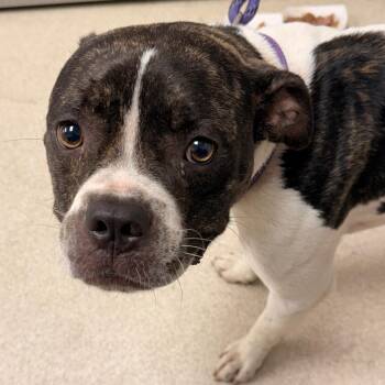 Brantley -  Boxer and Mixed Breed Dog for Adoption in Evansville, Indiana - Brantley | PetCurious