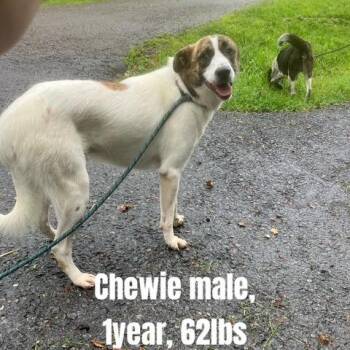 Chewie -  Collie and Mixed Breed Dog for Adoption - Chewie | PetCurious