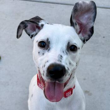 Splotch -  Dalmatian Dog for Adoption in Sacramento, California - Splotch | PetCurious