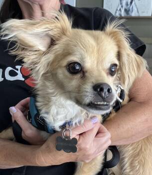 Rescue Spaniel Dogs for Adoption in Thousand Oaks, California - Buster Keaton | PetCurious