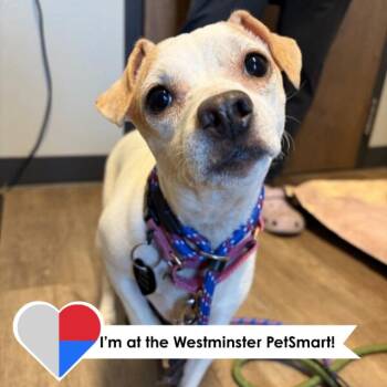 Chihuahua and Mixed Breed Dogs Available for Adoption in Fort Collins, Colorado - Liza | PetCurious