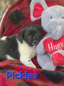 Shih Tzu and Jack Russell Terrier Dogs Available for Adoption - Pickles | PetCurious