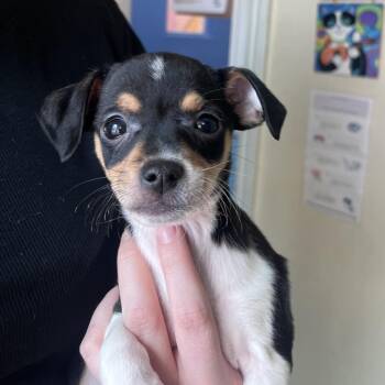 Chihuahua and Mixed Breed Dogs Available for Adoption in San Pablo, California - Grit | PetCurious