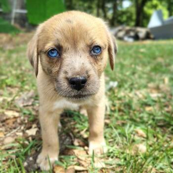 Pearl -  Mixed Breed Dog for Adoption in Ferndale, Michigan - Pearl | PetCurious