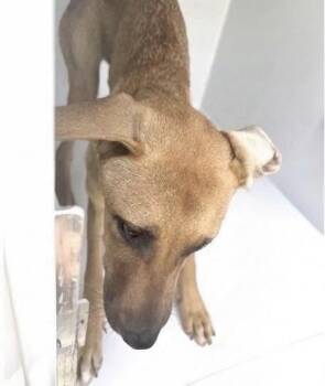 A660542 -  Black Mouth Cur and Belgian Shepherd Malinois Dog for Adoption in Houston, Texas - A660542 | PetCurious