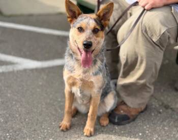Australian Cattle Dog Blue Heeler Dogs Available for Adoption - Lumi A438961 | PetCurious