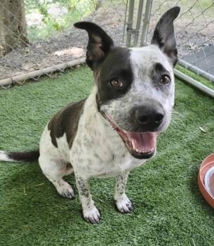 Rescue Cattle Dog and Terrier Dogs for Adoption in Tucker, Georgia - Oreo | PetCurious