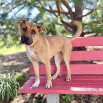 Liesel -  Shepherd and Mixed Breed Dog for Adoption in Fargo, North Dakota - Liesel | PetCurious