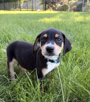 Ace -  Hound Dog for Adoption in South Bend, Indiana - Ace | PetCurious