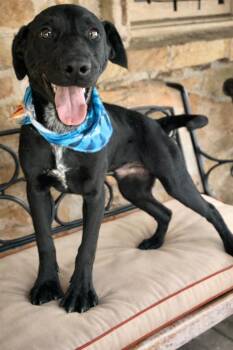Labrador Retriever Dogs Available for Adoption in Princeton, Massachusetts - Wooten - Local Puppy | PetCurious