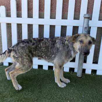 LYNN -  German Shepherd Dog and Mixed Breed Dog for Adoption in Modesto, California - LYNN | PetCurious