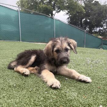 Jelly -  Great Pyrenees and Anatolian Shepherd Dog for Adoption in Gallatin, Tennessee - Jelly | PetCurious