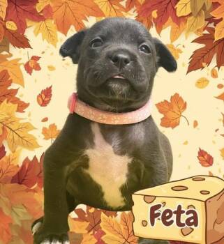 Rescue Pit Bull Terrier and American Staffordshire Terrier Dogs for Adoption in Ringwood, New Jersey - Feta | PetCurious