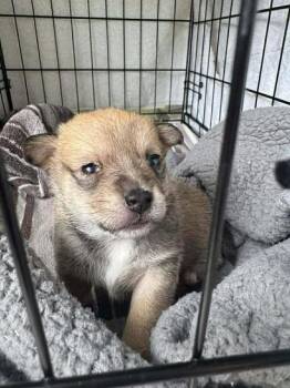 Chiweenie Dogs Available for Adoption - Hashbrown | PetCurious