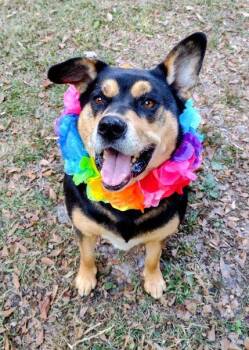 Rescue Mixed Breed Dogs for Adoption in Pass Christian, Mississippi - Breeze | PetCurious