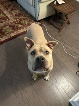 BABY GIRL -  Pit Bull Terrier and Mixed Breed Dog for Adoption in Charlotte, North Carolina - BABY GIRL | PetCurious