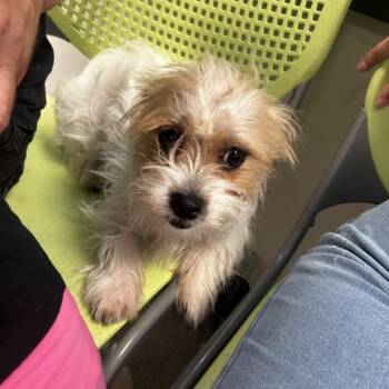 Kira -  Mixed Breed Dog for Adoption in Philadelphia, Pennsylvania - Kira | PetCurious