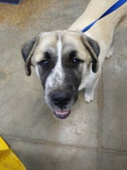 Russell -  Anatolian Shepherd Dog for Adoption in Brownwood, Texas - Russell | PetCurious