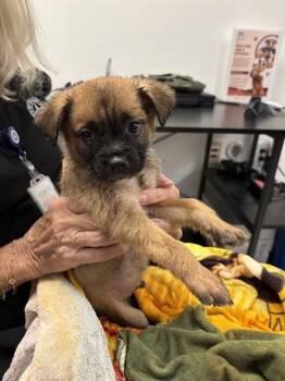 DAVY CROCKETT -  Staffordshire Bull Terrier and Labrador Retriever Dog for Adoption in Sugar Land, Texas - DAVY CROCKETT | PetCurious