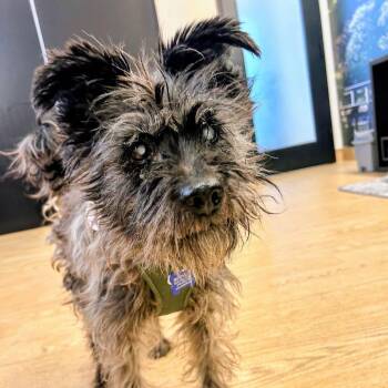 Smokey Mountains 14435 -  Schnauzer and Terrier Dog for Adoption in San Francisco, California - Smokey Mountains 14435 | PetCurious