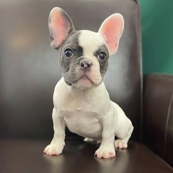 Luna -  French Bulldog Dog for Adoption in West Caldwell, New Jersey - Luna | PetCurious