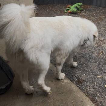 Butter -  Great Pyrenees Dog for Adoption in Las Vegas, Nevada - Butter | PetCurious