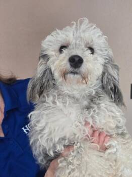 Rescue Poodle Dogs for Adoption in Thousand Oaks, California - Lowlaa | PetCurious