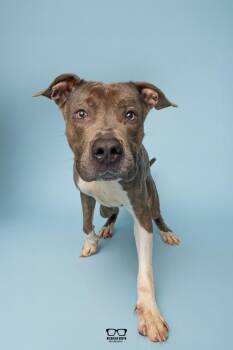 Ace Frehley -  Pit Bull Terrier Dog for Adoption in Hoffman Estates, Illinois - Ace Frehley | PetCurious