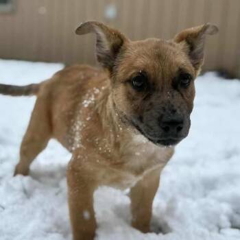 Cattle Dog Dogs Available for Adoption in Salem, West Virginia - Red | PetCurious