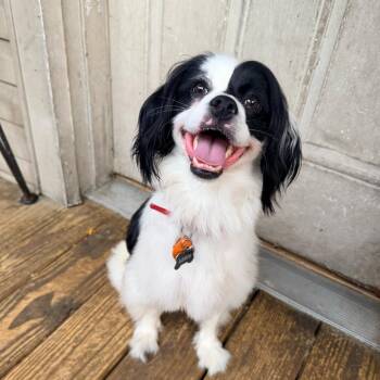 Louis (Benefactor Dog) -  Spaniel and Cavalier King Charles Spaniel Dog for Adoption in New Orleans, Louisiana - Louis (Benefactor Dog) | PetCurious