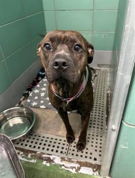 Staffordshire Bull Terrier and Mixed Breed Dogs Available for Adoption in Houston, Texas - KIANNA | PetCurious