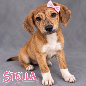 Stella -  Hound Dog for Adoption in Lucas, Texas - Stella | PetCurious