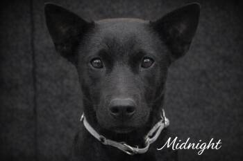 Black Labrador Retriever Dogs Available for Adoption in Livingston, Texas - Midnight | PetCurious