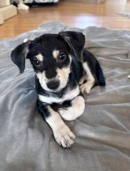 **ZEKE** -  Terrier and Miniature Pinscher Dog for Adoption in North Prairie, Wisconsin - **ZEKE** | PetCurious