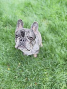 French Bulldog Dogs Available for Adoption in Medford Lakes, New Jersey - Earl | PetCurious