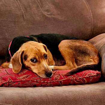 Beagle Dogs Available for Adoption in Rochester, Minnesota - Lottie | PetCurious
