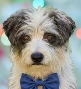 Benji -  Terrier Dog for Adoption in Schaumburg, Illinois - Benji | PetCurious
