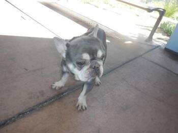 DRAGON -  French Bulldog Dog for Adoption in San Jose, California - DRAGON | PetCurious