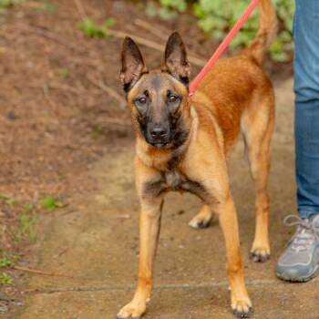 Fern -  Belgian Shepherd Malinois Dog for Adoption in Chester Springs, Pennsylvania - Fern | PetCurious