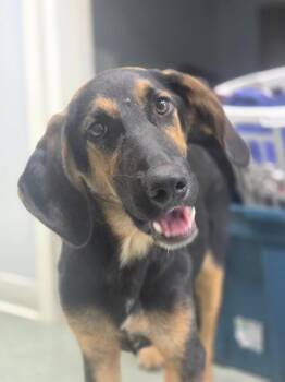 Billy -  Hound and Mixed Breed Dog for Adoption in Danielsville, Georgia - Billy | PetCurious