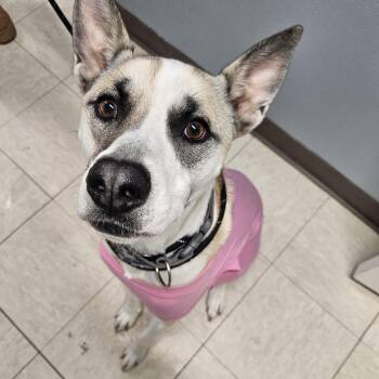 Rescue Husky Dogs for Adoption in The Dalles, Oregon - Louie | PetCurious