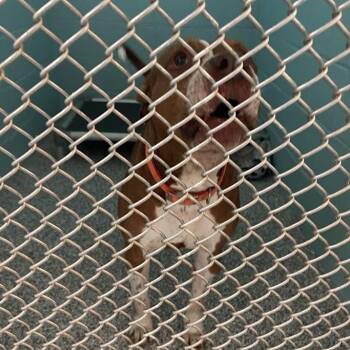 Mixed Breed Dogs Available for Adoption in Port Charlotte, Florida - Brody | PetCurious